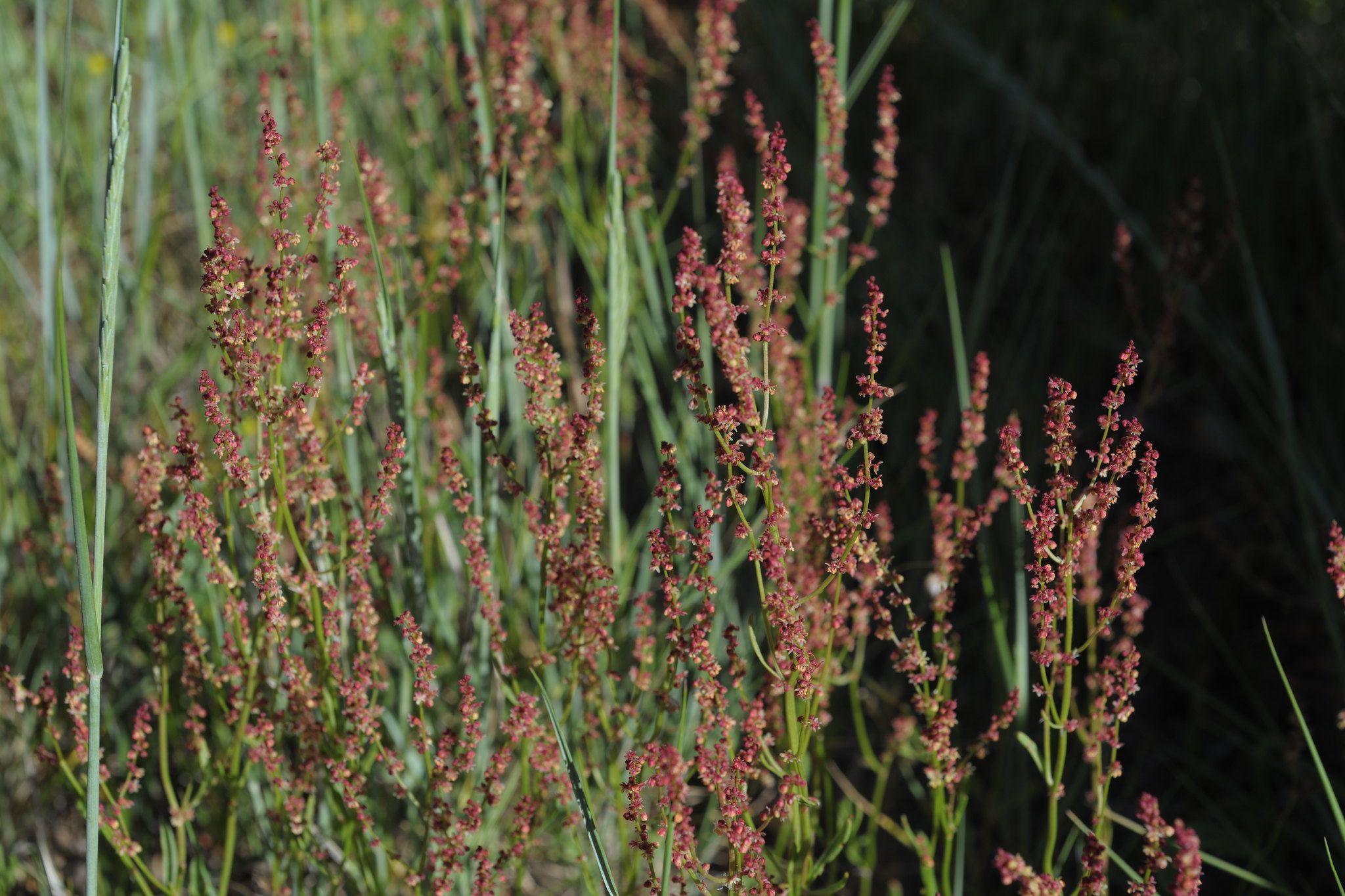 Identify Weeds in Your Garden and Learn How to Minimize Their Presence