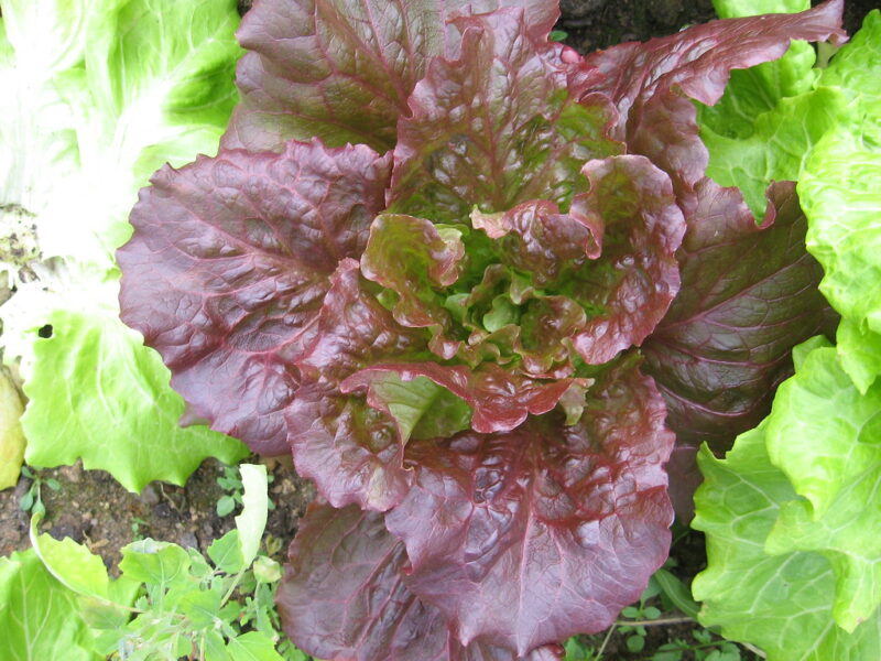 Grow heirloom lettuce all year Grow heirloom lettuce all year