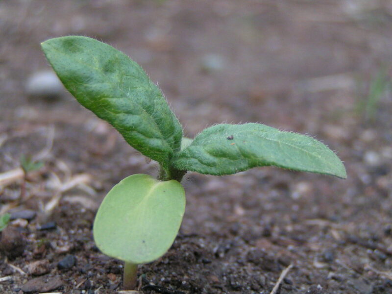 Spinach all winter long? Why not? Spinach all winter long? Why not?