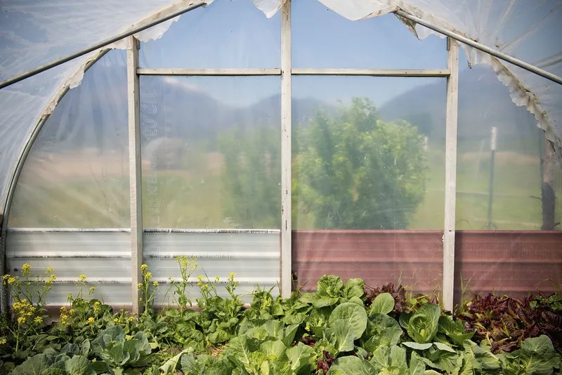 Some people prefer wood framed greenhouses to pvc framed greenhouses Some people prefer wood framed greenhouses to pvc framed greenhouses
