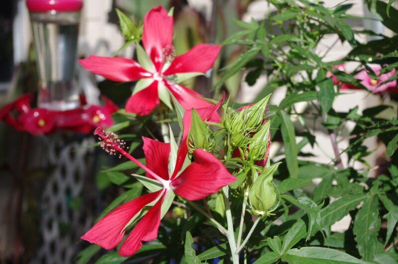 How to Make Hummingbird Nectar and Feed Them How to Make Hummingbird Nectar and Feed Them