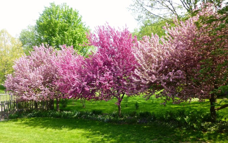 From a distance, flowering crabs look remarkably like flowering cherries From a distance, flowering crabs look remarkably like flowering cherries