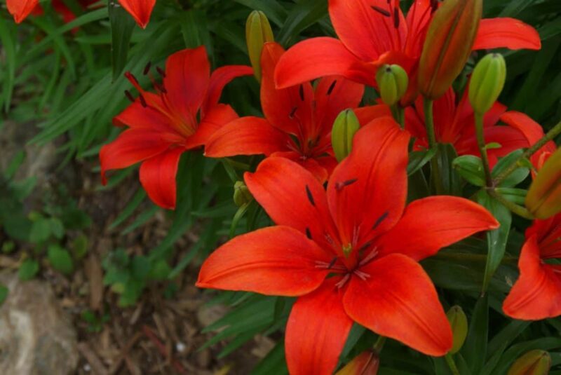 Fortunately, most lilies are hardy enough as it is Fortunately, most lilies are hardy enough as it is