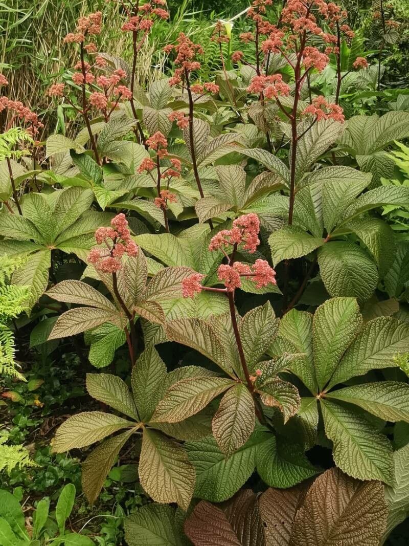 Rodgersia is a shade-loving plant with color and texture Rodgersia is a shade-loving plant with color and texture