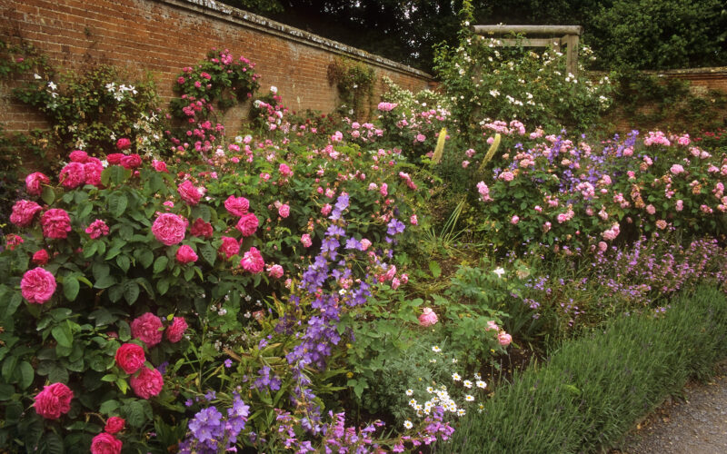 Roses can easily substitute for azaleas Roses can easily substitute for azaleas