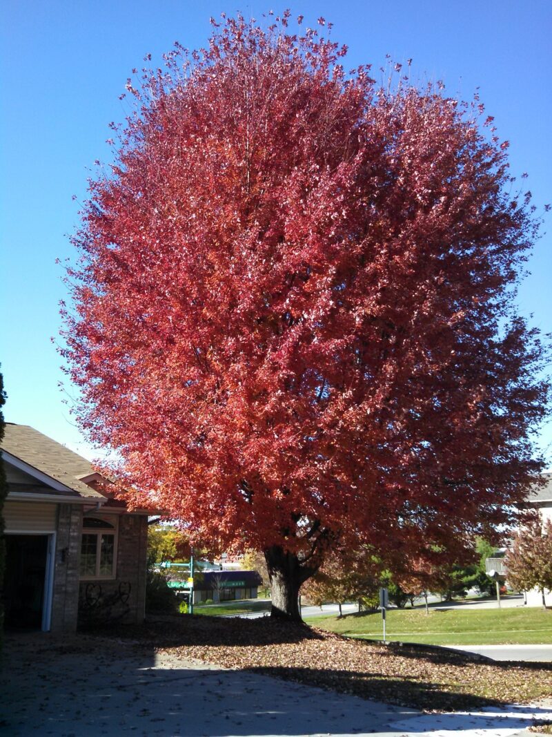 Trees with ornamental characteristics such as this Amur Maple make stunning accents Trees with ornamental characteristics such as this Amur Maple make stunning accents