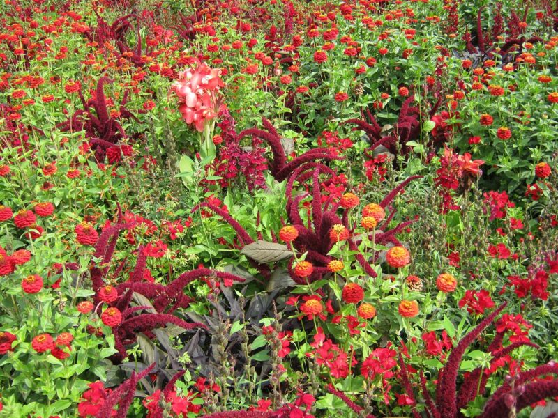 Annuals bring a depth of summer color to the garden Annuals bring a depth of summer color to the garden