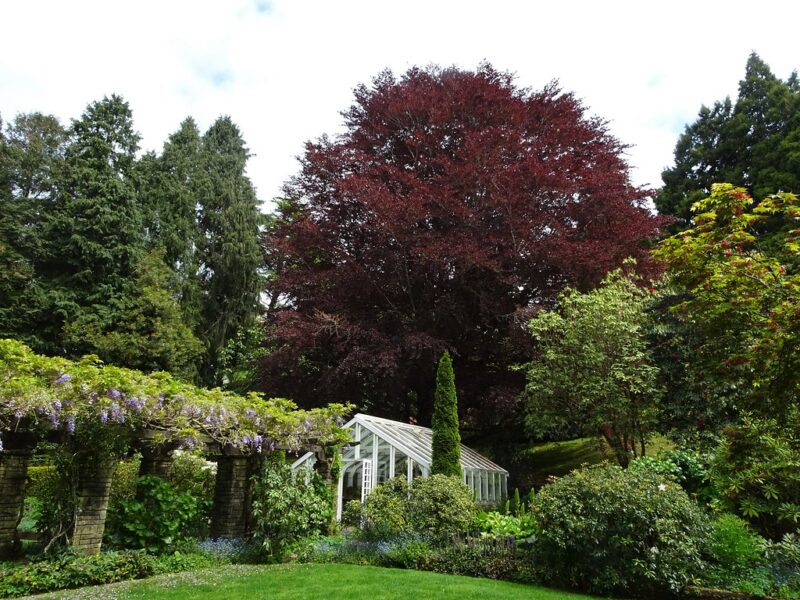 This Purple-leaf Beech makes a bold landscape accent This Purple-leaf Beech makes a bold landscape accent
