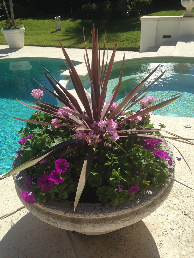 Container plantings require supplementary water to keep from drying out Container plantings require supplementary water to keep from drying out