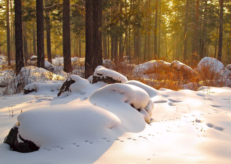Bright winter snow tends to add interest to evergreens and highlights the contours of trees with interesting branching habits Bright winter snow tends to add interest to evergreens and highlights the contours of trees with interesting branching habits