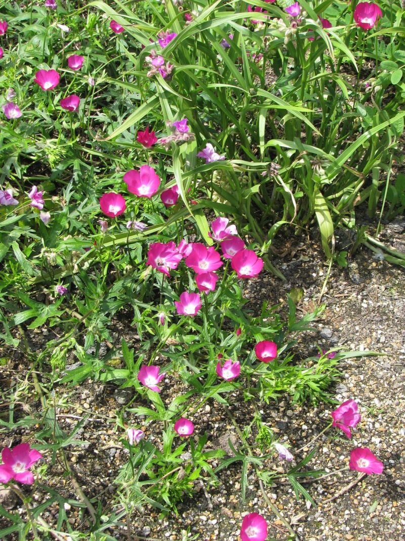 Callirhoe involucrata Callirhoe involucrata