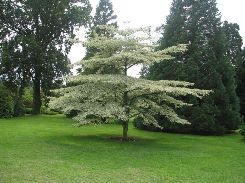 Cornus alternifolia 'Argentea' Cornus alternifolia 'Argentea'