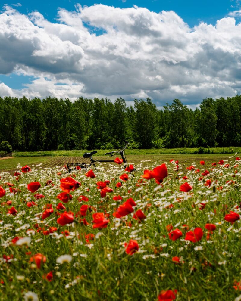 Flower gardens full of annuals and perennials shine in the summer landscape Flower gardens full of annuals and perennials shine in the summer landscape