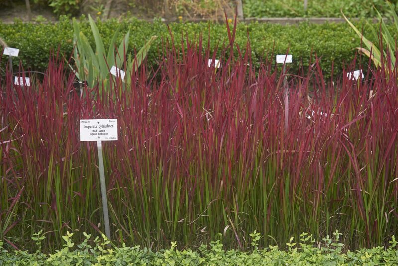 Imperata cylindrica Imperata cylindrica