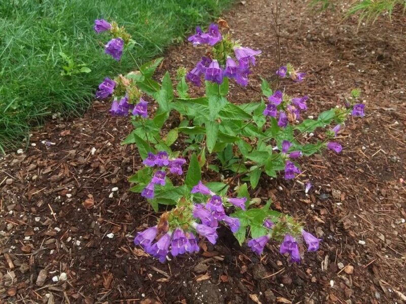Penstemon menziesii Penstemon menziesii