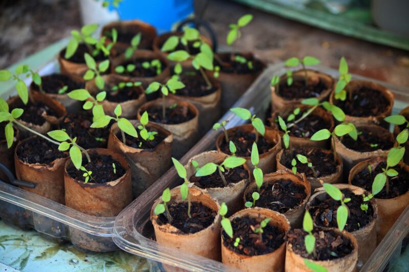 Starting seeds indoors can give a head start on the season Starting seeds indoors can give a head start on the season