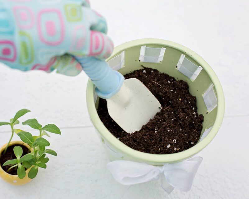 Transplanting into bigger growing pots Transplanting into bigger growing pots