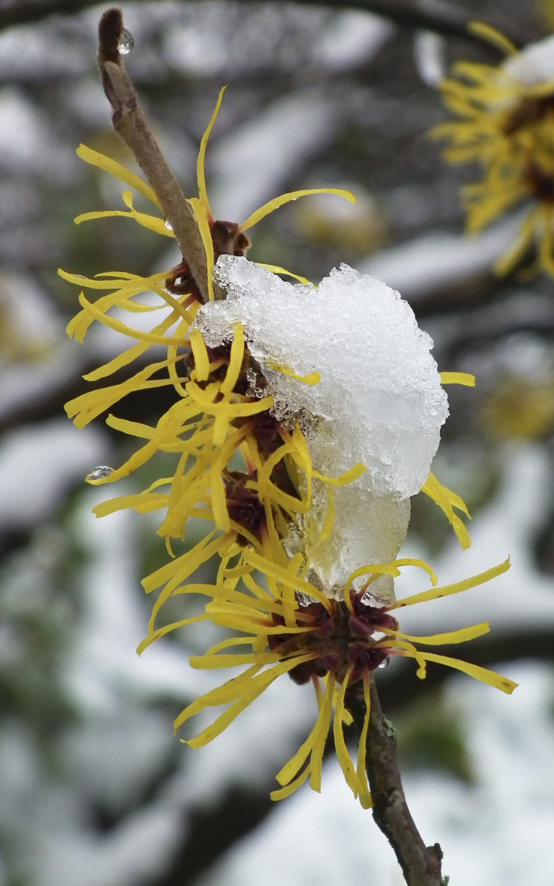 Winter-blooming witch hazels can bring much-needed color to an otherwise drab late-winter scene Winter-blooming witch hazels can bring much-needed color to an otherwise drab late-winter scene