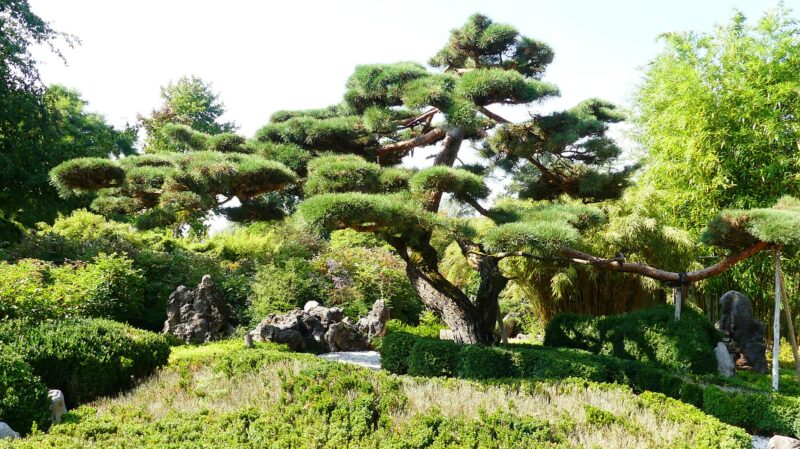 By miniaturizing trees, the art of bonsai introduces a level of detail that begs closer inspection By miniaturizing trees, the art of bonsai introduces a level of detail that begs closer inspection