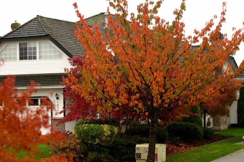 There are so many vibrant fall colors that can add life to your yard There are so many vibrant fall colors that can add life to your yard