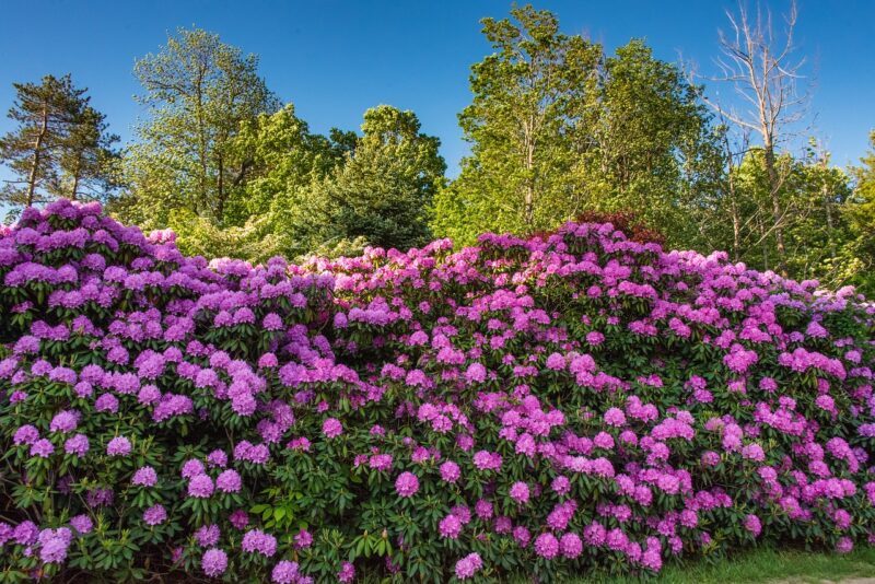 Rhododendrons add radiant colors to the spring garden Rhododendrons add radiant colors to the spring garden