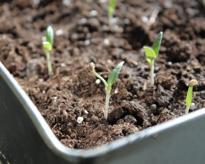 Young seedlings after sprouting Young seedlings after sprouting
