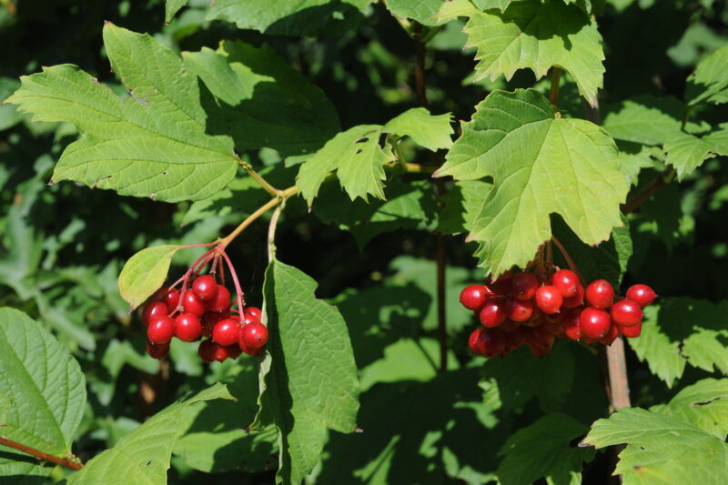 Highbush cranberries are a good source of food for wild birds image - Highbush cranberries are a good source of food for wild birds