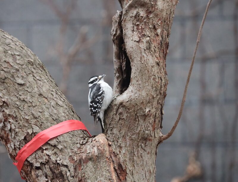 Downy woodpeckers will eat at suet feeders in your yard image - Downy woodpeckers will eat at suet feeders in your yard
