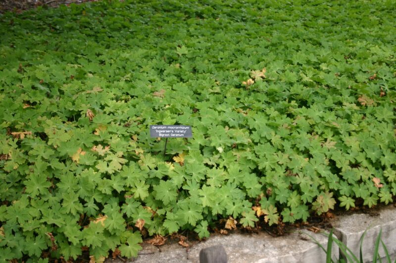 Only the toughest perennials can compete with a tree image - Only the toughest perennials can compete with a tree