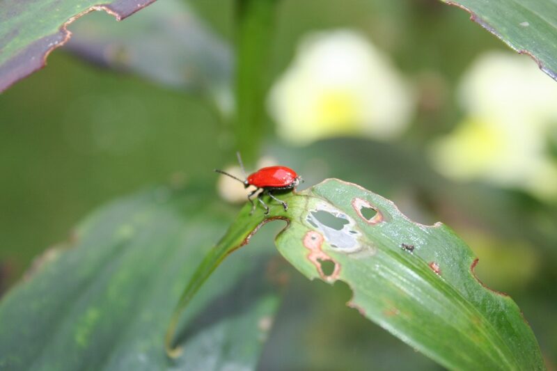 Adult beetles are easy to spot chewing through the foliage image - Adult beetles are easy to spot chewing through the foliage
