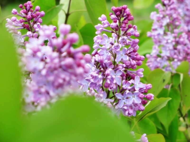 Can't you just smell these lilac flowers? Can't you just smell these lilac flowers?