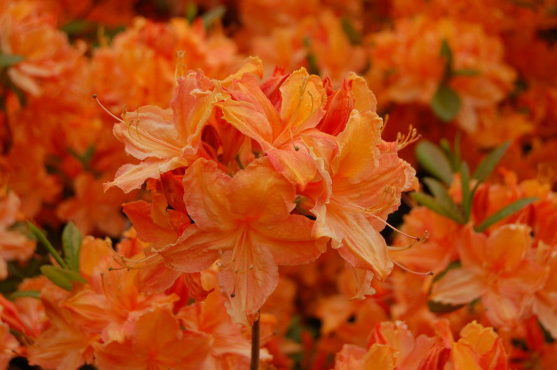 ‘Spicy Lights’ azalea is hardy to zone 4 ‘Spicy Lights’ azalea is hardy to zone 4