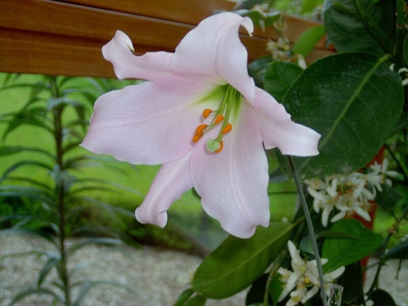 Easter Charm lily image - Easter Charm lily