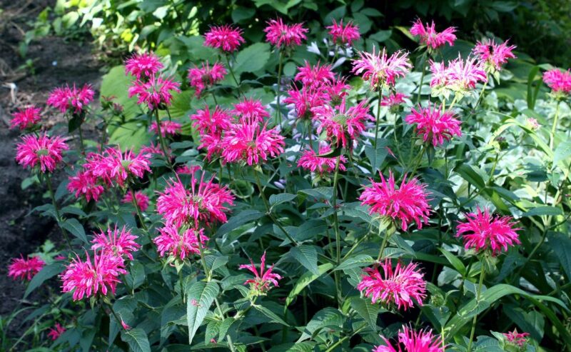 Grand Parade monarda image - Grand Parade monarda