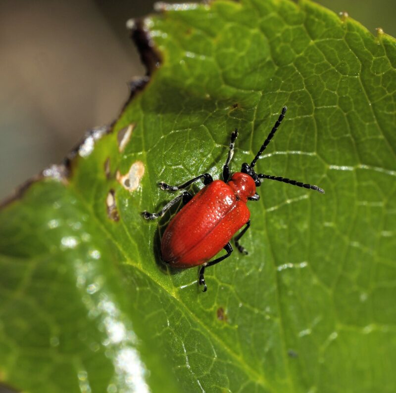 Northern gardeners need to know about the lily beetle image - Northern gardeners need to know about the lily beetle