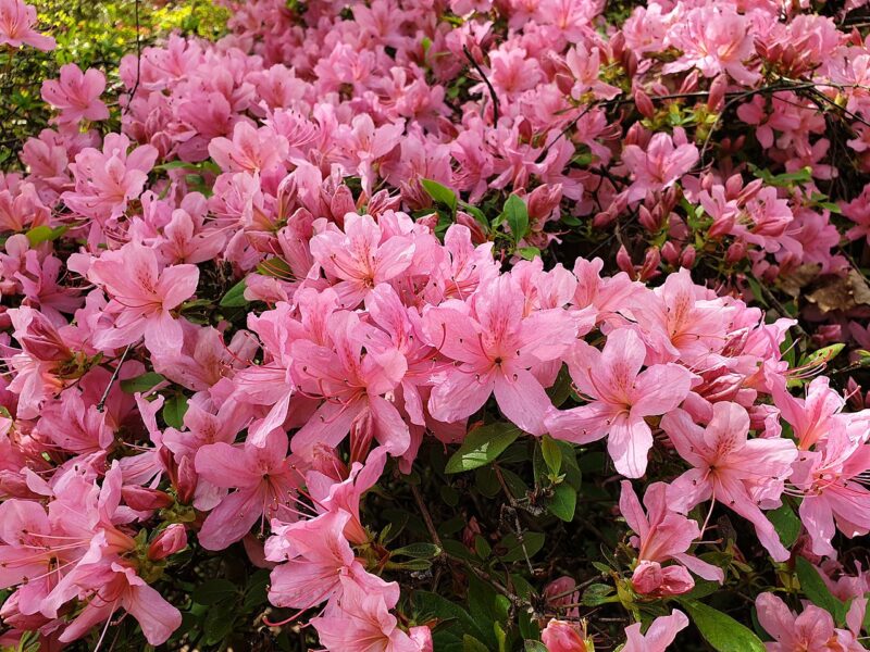 ‘Orchid Lights’ is hardy to zone 3a with proper siting ‘Orchid Lights’ is hardy to zone 3a with proper siting