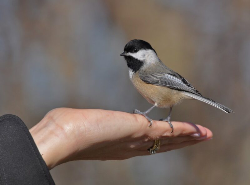 It's a true pleasure to have wild birds eat from your hand iamge - It's a true pleasure to have wild birds eat from your hand