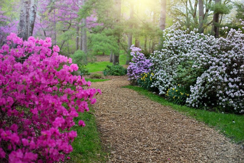 Rhodos are extremely fussy about soil Rhodos are extremely fussy about soil