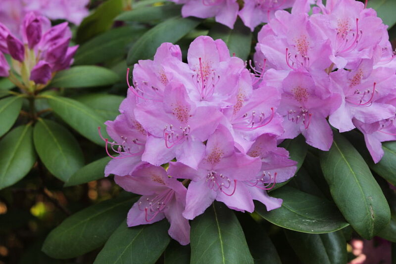 ‘P.J.M.’ is the hardiest evergreen rhododendron ‘P.J.M.’ is the hardiest evergreen rhododendron