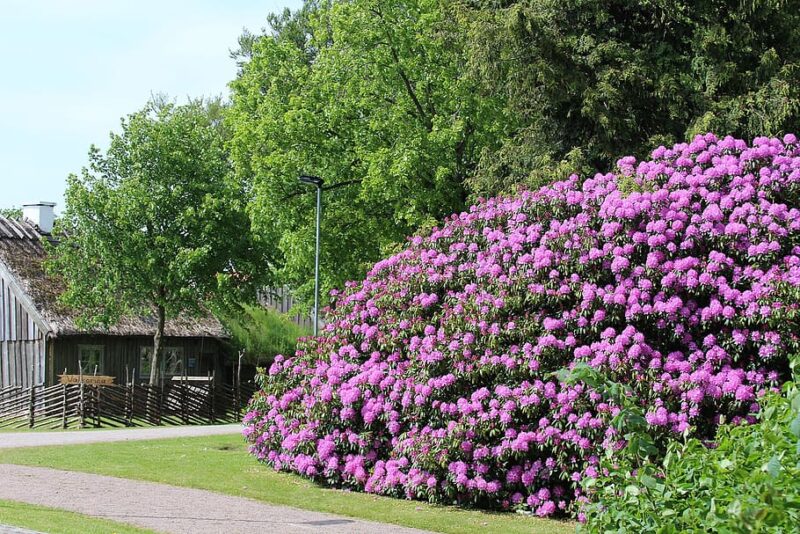 Rhododendrons and azaleas make wonderful foundation plants Rhododendrons and azaleas make wonderful foundation plants