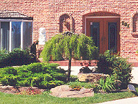 Weeping caragana used as an accent Weeping caragana used as an accent