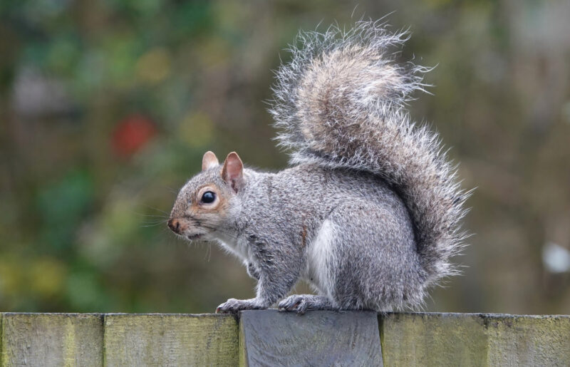 Squirrels can be a real nuisance image - Squirrels can be a real nuisance