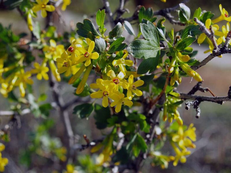 Ribes odoratum Ribes odoratum