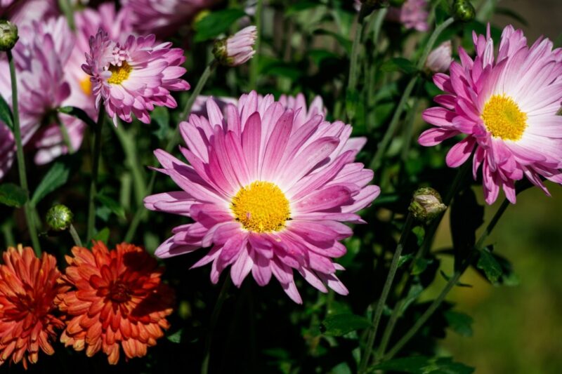 Dreamweaver hardy mum image - Dreamweaver hardy mum