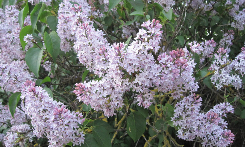 Syringa patula 'Miss Kim' Syringa patula 'Miss Kim'