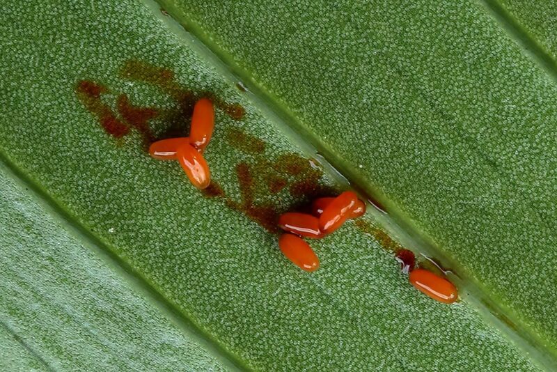 Beetle larvae roll themselves into their own excrement for protection image -
Beetle larvae roll themselves into their own excrement for protection