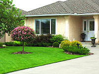 The scale of this lilac standard is an ideal fit for this low bungalow The scale of this lilac standard is an ideal fit for this low bungalow