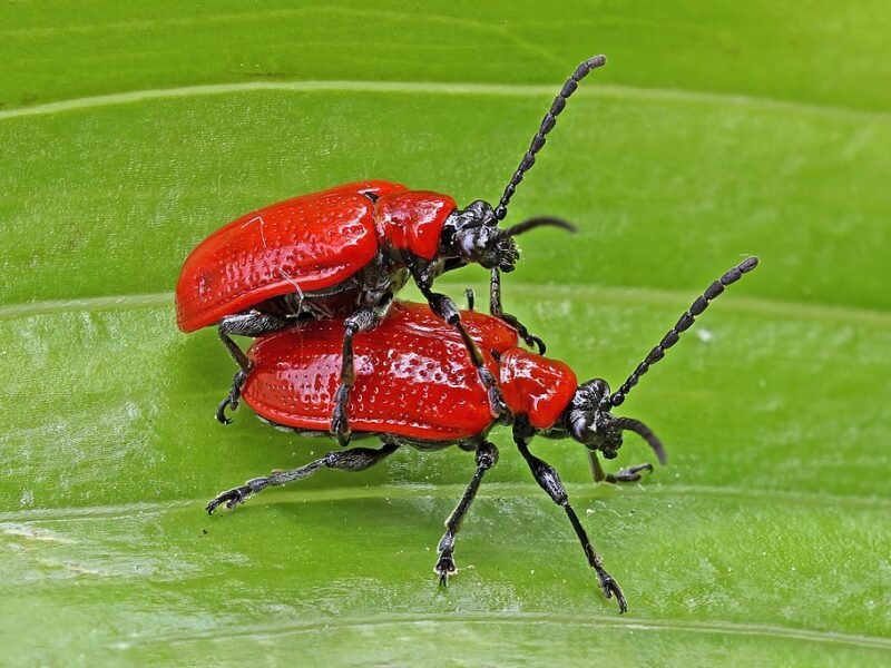 Landscaping Guide Basic Landscaping Principles