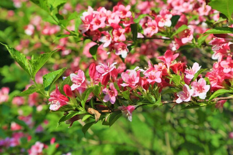 Daphne cneorum Daphne cneorum