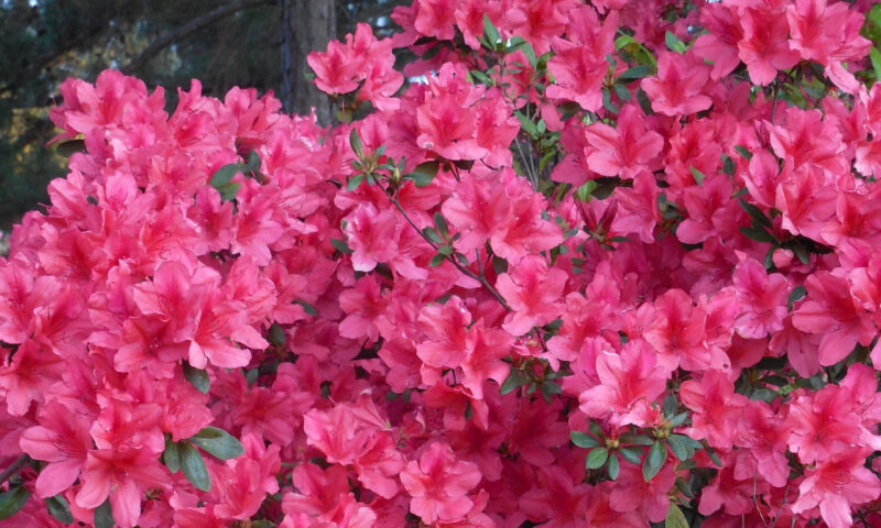 Rhododendron 'Rosy Lights' Rhododendron 'Rosy Lights'